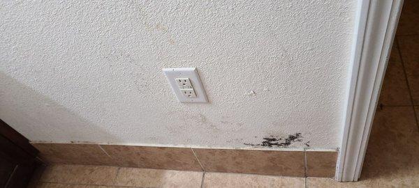 Mold on wall