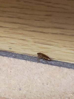 Cochroache found in kitchen cabinet.