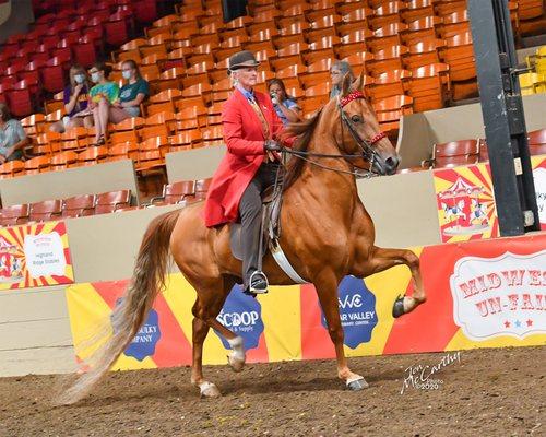 American Saddlebred