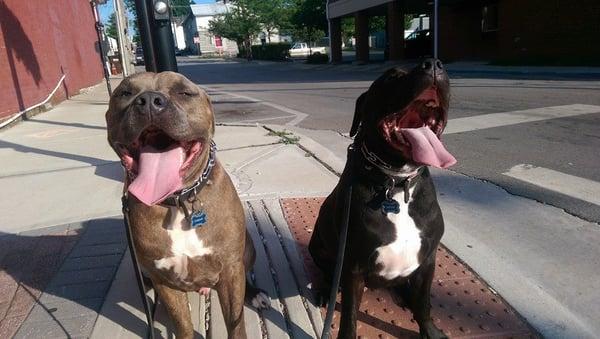 Well trained pitbulls by Artisan Dog Training