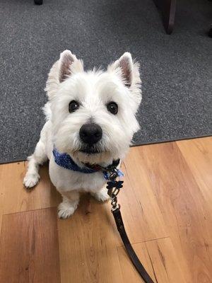 Seamus after his grooming.