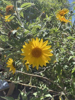 Sunflowers.