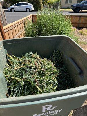 I now have to trim the redwood busy away from the fence.