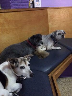 Ginger, Odie & Scout waiting for Dr. Hirshman