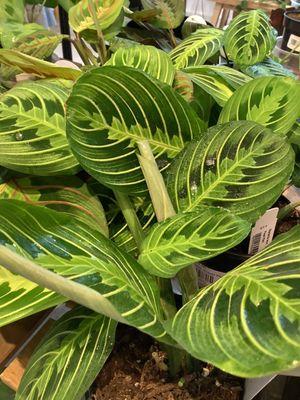 Lost in the intricate beauty of nature's patterns Dive into the mesmerizing details of our Maranta Prayer Plants