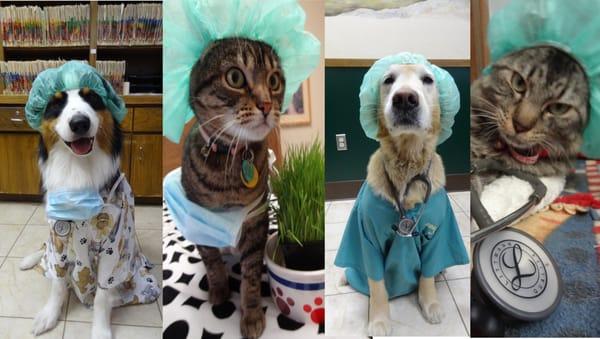 Come meet our furry doctors at Hazel Ridge Veterinary Clinic!