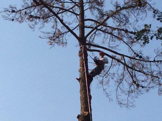 Gene Castro's Tree Service