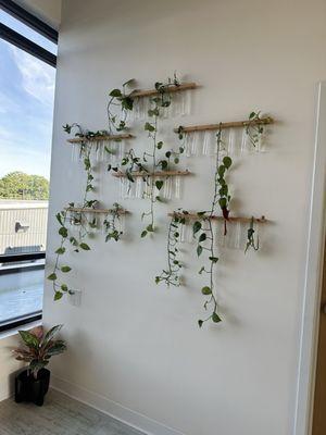 Wall plants