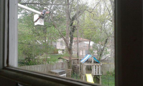 Bud's Tree Care crew taking down a heavy overhang and other extra dead wood.