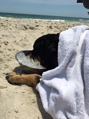 Peanut cooling off at Island Beach State Park, Seaside Park, NJ.