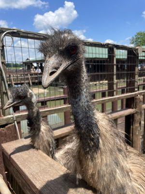 Emu