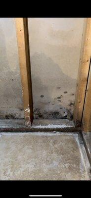 Mold in laundry room (backs up to bathroom)