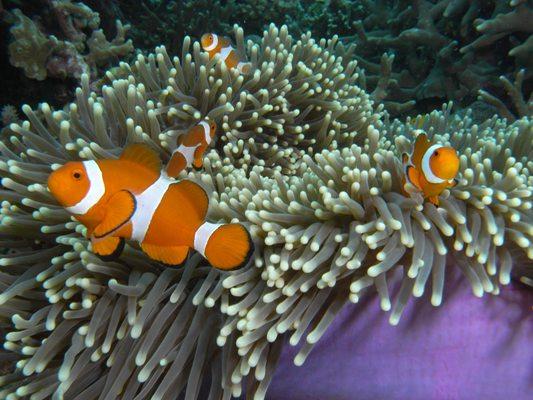 Clownfish