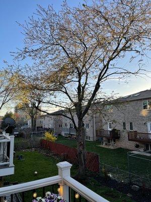 Pruned and newly shaped black cherry tree that was originally half dead and being choked out by vines and another small dead tree.