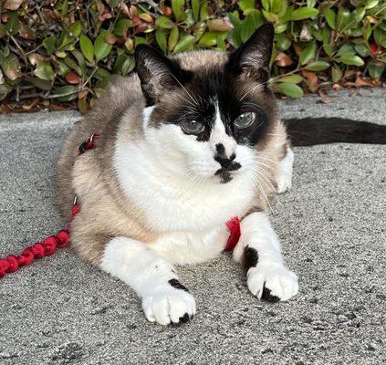 Our beautiful cat Moose on a walk with his harness.