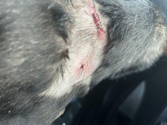 Tiny stitch that the vet did & the one with the staples is the wound he said didn't need to be closed.