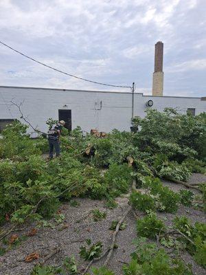 cutting trees at parking lot