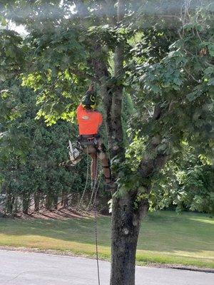 Tree climber