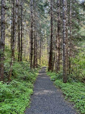 Starker Forest Tour