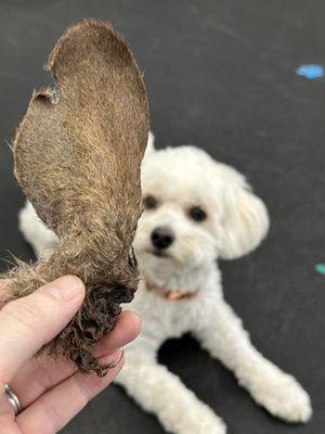 Kangaroo ear