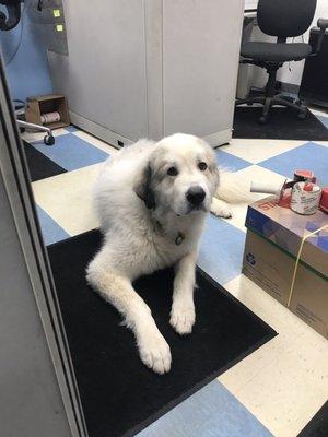 Zeus can't put tires on because he doesn't have thumbs, but he's still a good boy.