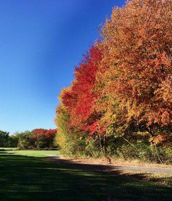 October foliage