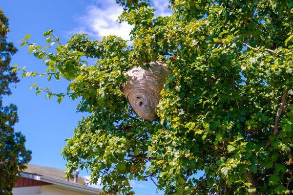 Large overhanging bald faced hornets nest.