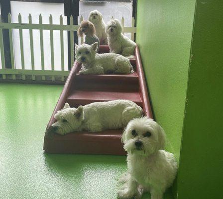 Stairway to Cuteness: These Pawsitively Adorable Pups Strike a Pose on our Dog Stairs!  Capturing puppy perfection, one step at a time.