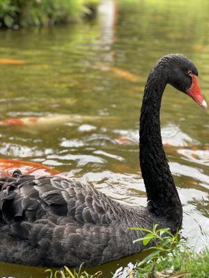 The black swan "queenie"