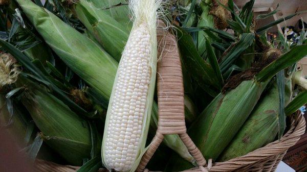 Sweet white corn