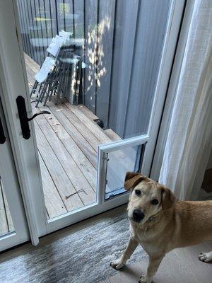 Puppy with new dog door.