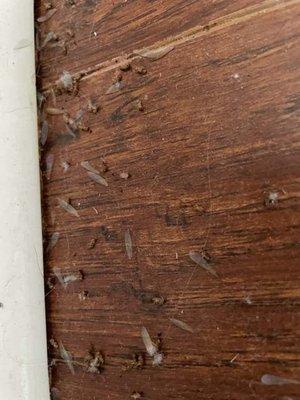 Termite infestation