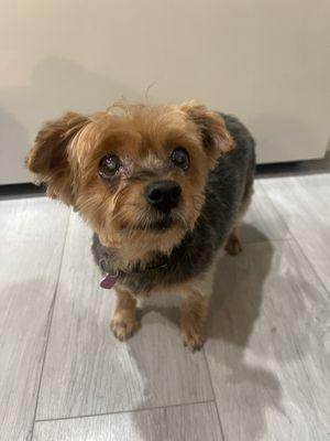 Beautiful haircut on my yorkie