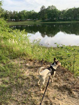 My little Jack Russell loves it here.  It's a very pet friendly place.