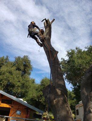 Tree removals. And tree trimming Toping, reducing, scaffolding, green hauling.