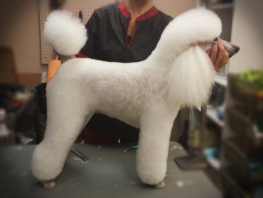 Miniature Poodle Grooming