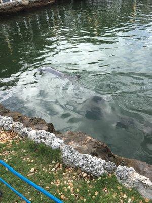 Island Dolphin Care