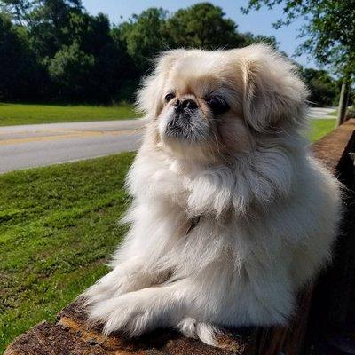 The pekingese all fluffed up after his wash and blow dry.