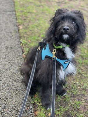 West Seattle puppies