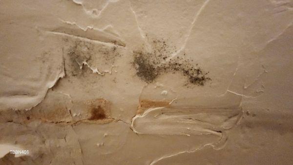 Mold above shower