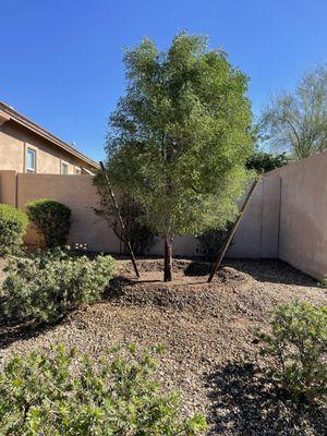 Texas Ebony planted by Arthur's crew from Moon Valley Nursery