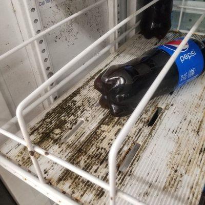 Dollar trees mold in their soda fridge,  seen this for 3 weeks