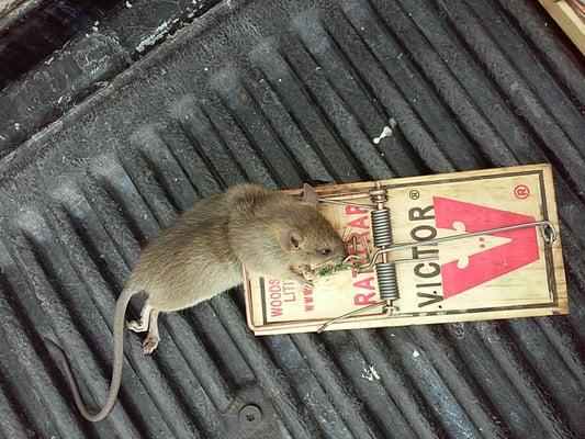 Rodent control and exclusion work guaranteed.