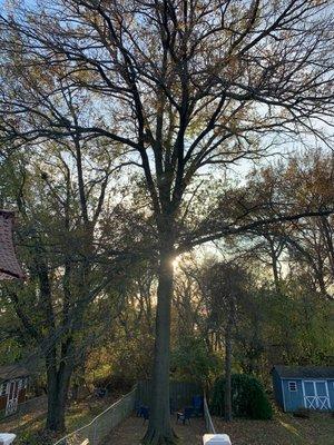 This is the "before" photo of the pin-oak