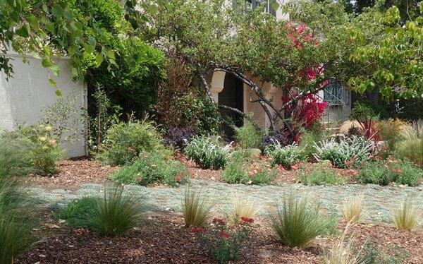 Drought Tolerant San Mateo 2