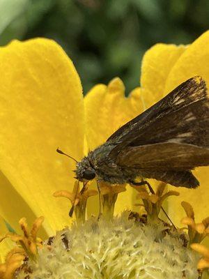 Moth eating nectar.