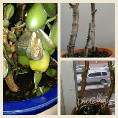 Left is dying jade 12/6. Top right 12/16, 10 days after pruning. Bottom right is 12/26. This baby is on the road to recovery!