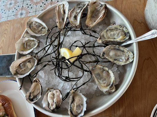 Variety of different oysters