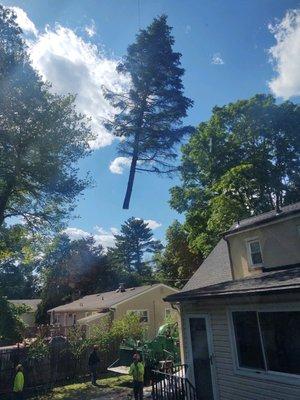 Darrin's Tree Service