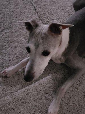 16 year old Italian Greyhound